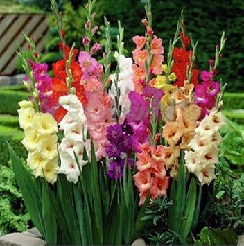 Heirloom Yellow Gladiolus Hybridus Flower Seeds ƒ?? Non-GMO Perennial Blooms for Planting