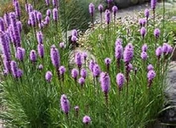 Purple Liatris Spicata Plant Seeds for Planting – NON GMO Seeds