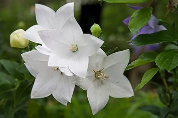 Heirloom Non-GMO White Balloon Flower Seeds – Perennial Flower Seeds for Garden Planting