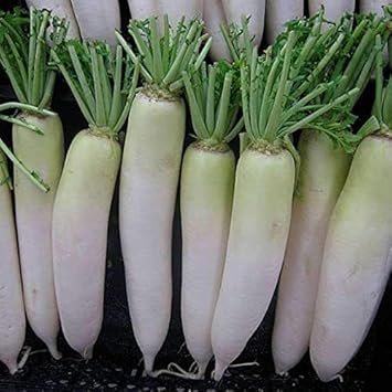 Radish Seeds for Planting Green White - 100 Pcs pcs