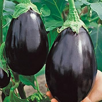 Black Eggplant Seeds for Planting - 100 Pcs pcs