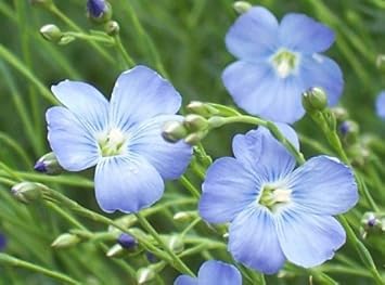 Blue Linum Flower Seeds for Planting - 100 Pcs pcs