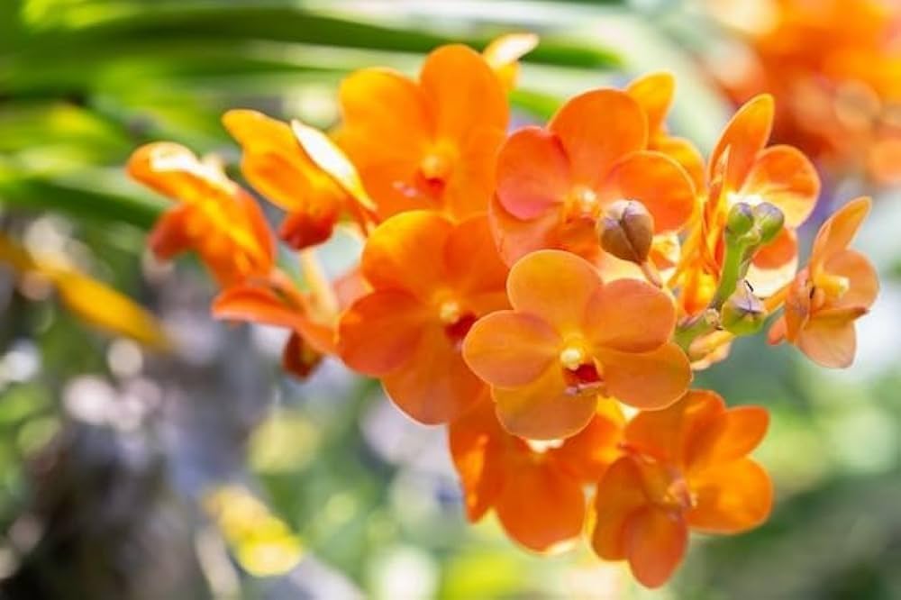 Orange Bell Orchid Seeds for Planting, NON GMO Seeds seeds for planting in home garden