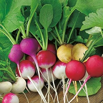 Radish Seeds for Planting, Mixed Colour - heirloom & Non-GMO Seeds