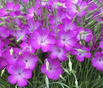 Agrostemma Purple Flower Seeds for Planting – Organic, Heirloom, Non-GMO Seeds