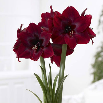 Heirloom Non-GMO Maroon Amaryllis Flower Seeds for Planting – Bold Blooming Bulb Seeds