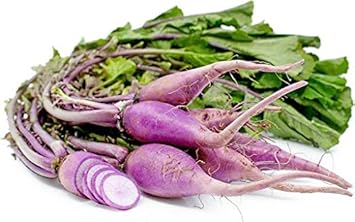 Purple White Radish Raphanus sativus for planting in home garden
