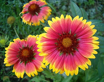 Heirloom Non-GMO Gaillardia Flower Seeds for Planting – Bright Drought-Tolerant Blooms