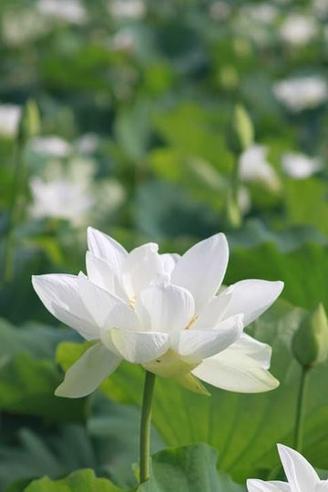 White Sacred Lotus Seeds (Nelumbo Nucifera) for Planting â€“ Heirloom, Non-GMO