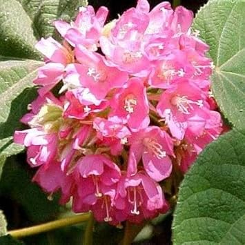 Dombeya Flower Seeds for Garden Planting - NON GMO Seeds