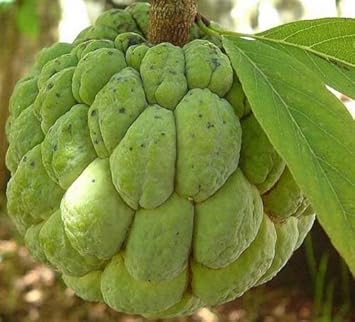 Green custard apple fruit seeds for planting