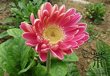 Pink Jamesonii Flower Seeds for Planting, 100 pcs