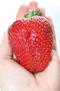 Red Ananassa Fruit Seeds for Gardening – 35 Seeds 100 Pcs pcs