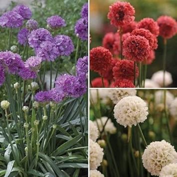 Mixed Joystick Flower Seeds for Planting - NON GMO Seeds