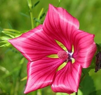Malope Vulcan Flower Seeds for Planting - 100 pcs