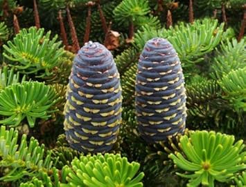 Organic Abies Koreana Plant Seeds for Planting ƒ?? Heirloom, Non-GMO