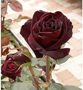 Red Baccara Flower Seeds for Planting - NON GMO Seeds