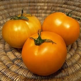 Yellow orange tomato Solanum lycopersicum seeds for planting in vegetable patch