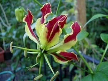 Red Rothschildiana Flower Seeds for Planting – Fresh, Organic, Heirloom, Non-GMO Lily Seeds