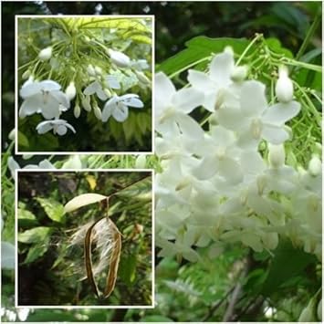 White Mok Flower Seeds for Planting - NON GMO Seeds