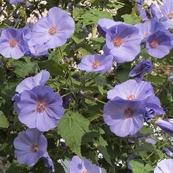 Heirloom Non-GMO Blue Abutilon Striatum Flower Seeds for Planting