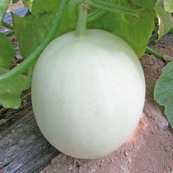 Organic Green Flesh Honeydew Melon Seeds for Healthy Garden Cultivation 100 Pcs pcs