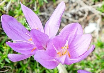 Heirloom Non-GMO Light Pink Crocus Flower Seeds for Planting – Early Spring Blooming Garden Beauties seeds for planting in home garden