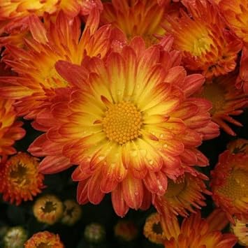 Red Yellow Chrysanthemum Flower Seeds – Heirloom Non-GMO Blooms for Colorful Garden Displays