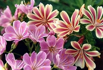 Pink Cotyledon Flower Seeds for Planting - NON GMO Seeds