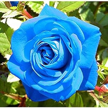 Blue Unique Roses Plant Seeds - Heirloom, Non-GMO Garden Seeds for Planting â€“ Rare Flower Seeds