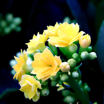Organic Yellow Kalanchoe Flower Seeds for Planting – Heirloom, Non-GMO