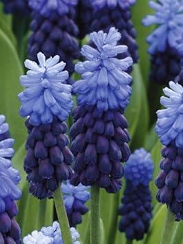 Latifolium Flower Seeds Heirloom Non GMO Planting - 100 pcs