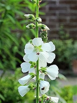 White Checkermallow Flower Seeds for Planting - 100 pcs