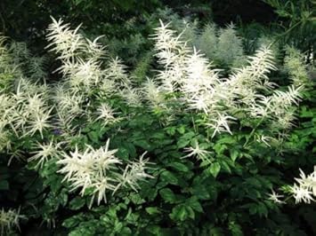 Organic Heirloom Non-GMO White Aruncus Dioicus Seeds for Planting – Shade Garden Blooms