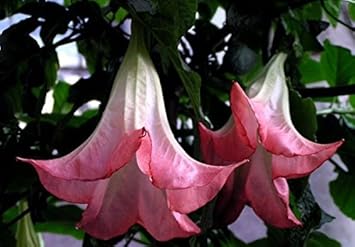 Chocolate Lilly Flower Seeds for Planting - 100 pcs