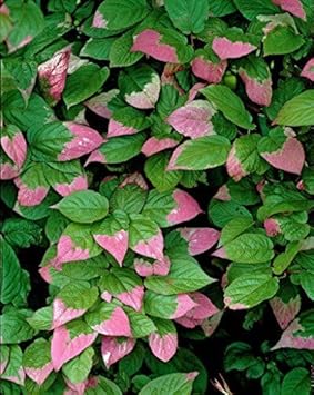 Actinidia Kolomikta Plant Seeds for Hardy and Sweet Fruit Trees 100 Pcs pcs