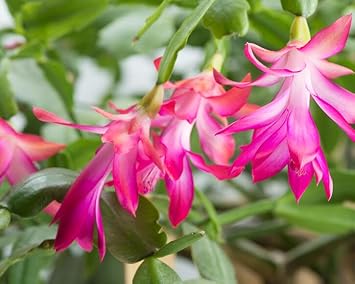 Weihnachtskaktus Flower Seeds for Planting - 100 pcs