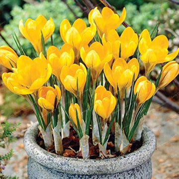 Heirloom Non-GMO Yellow Crocus Flower Seeds for Garden Planting – Early Spring Blooming Variety