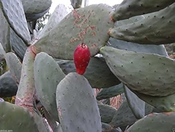 Red Opuntia Ficus Indica cactus fruit seeds