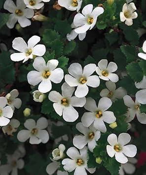 Bacopa Colgantes Flower Seeds for Planting, 100 pcs