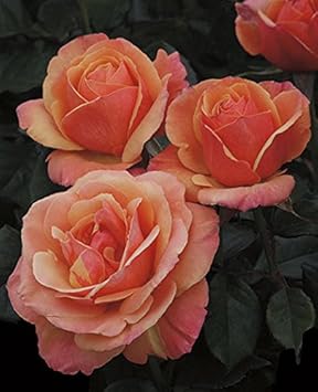 Orange Promise Rose Plant Seeds for Planting - Heirloom Non-GMO Garden Seeds for Growing
