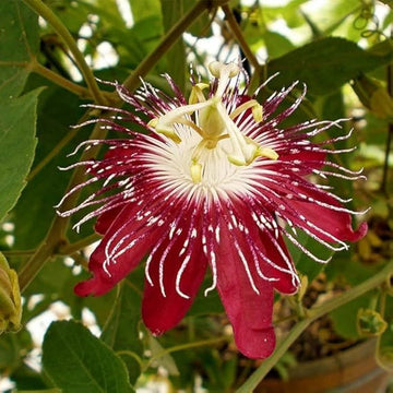 Organic Heirloom Red Passion Flower Seeds ƒ?? Non-GMO Exotic Climbing Seeds for Planting
