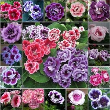 Mixed Colour Brazilian Gloxinia Flower Seeds for Planting â€“ Vibrant, Exotic, Non-GMO Blooms