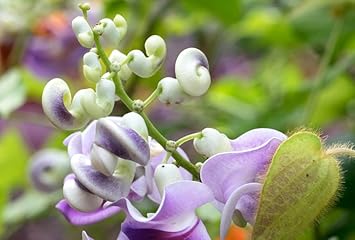 Vigna Caracalla Flower Seeds for Planting â€“ NON GMO Seeds