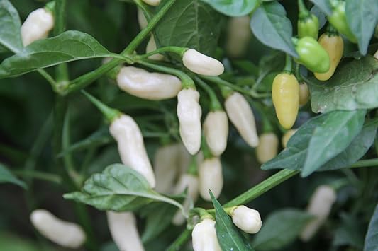 White Pepper Seeds for Planting heirloom & Non-GMO Seeds