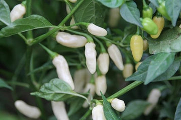 White Pepper Seeds for Planting heirloom & Non-GMO Seeds