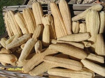 Cream Luffa Seeds for Planting-heirloom & Non-GMO Seeds