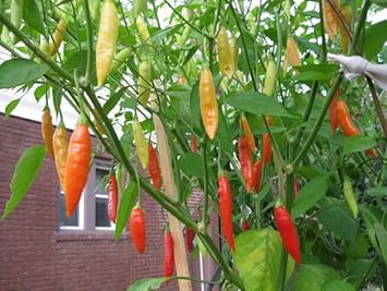 Birgits Locoto Chili Vegetable Seeds for Planting - 100 Pcs pcs