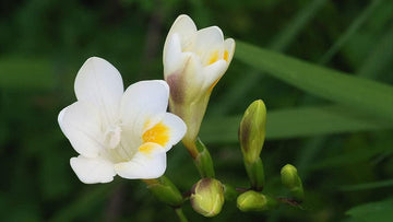 Heirloom Non-GMO Cream Freesia Flower Seeds for Planting – Fragrant Spring Garden Blooms