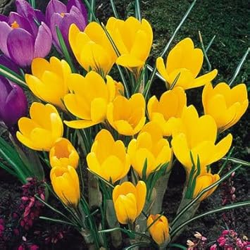 Heirloom Non-GMO Crocus Sativus Yellow Flower Seeds for Garden Planting – Saffron-Producing Blooms